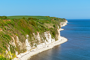 Scenic view of white chalk cliffs with lush greenery, beside a calm blue sea under a clear sky, Flamborough, Yorkshire, England, United Kingdom, Europe