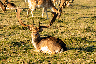 Majestic deer with antlers resting on grass with herd in background during golden hour, Surrey, England, United Kingdom, Europe