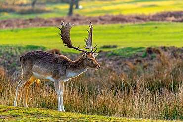 Majestic stag with large antlers standing in a sunlit field, showcasing wildlife in a natural habitat, United Kingdom, Europe