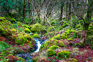 Stream with mossy rocks in a lush, green landscape in the Lake District, England, United Kingdom, Europe