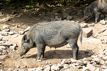 Wild boar foraging in natural habitat with rocky terrain and foliage in the background, North Yorkshire, England, United Kingdom, Europe