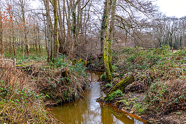 Tranquil woodland stream surrounded by bare trees and lush undergrowth, reflecting a serene natural landscape, Skipton, Yorkshire, England, United Kingdom, Europe