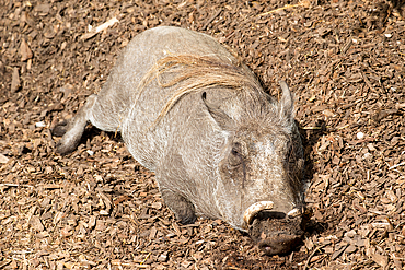 Wild boar lying on the ground, resting in natural habitat with detailed fur texture at London Zoo, London, England, United Kingdom, Europe