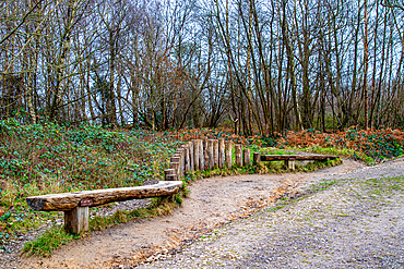 Rustic wooden benches along a peaceful forest trail with bare trees and a gravel path, Surrey, England, United Kingdom, Europe