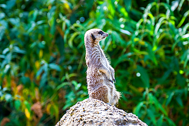 Alert meerkat standing on a rock with green foliage in the background at London Zoo, London, England, United Kingdom, Europe