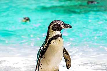 Penguin on a beach with clear blue water and swimmers in the background at London Zoo, London, England, United Kingdom, Europe