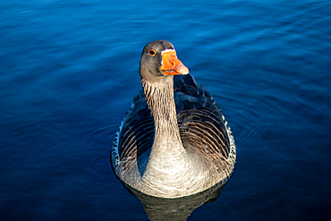 Close-up of a serene goose floating on calm blue water with a clear view of its detailed plumage and bright orange beak, United Kingdom, Europe