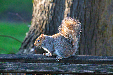 Photo of a grey squirrel in a park, London, England, United Kingdom, Europe