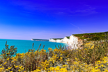 Scenic view of white cliffs by the sea with vibrant wildflowers in the foreground under a clear blue sky at Seven Sisters, South Downs National Park, East Sussex, England, United Kingdom, Europe