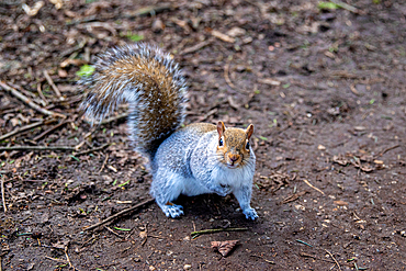 Curious grey squirrel standing on a dirt ground with a blurred natural background, United Kingdom, Europe