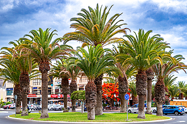 Palm tree-lined street in a sunny urban setting with cloudy skies, cars, and buildings in the background in Los Cristianos, Tenerife, Canary Islands, Spain, Atlantic, Europe