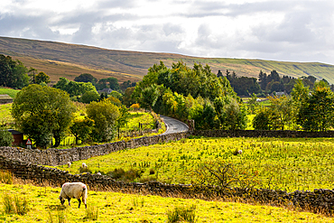 Idyllic countryside landscape with winding road, stone fences, green fields, and a lone sheep under a cloudy sky, North Yorkshire, England, United Kingdom, Europe