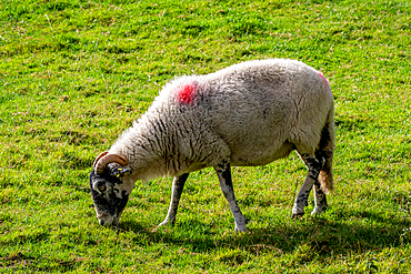 Sheep grazing on green pasture with a markings on back, North Yorkshire, England, United Kingdom, Europe