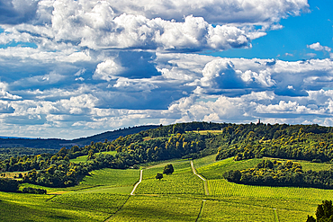 Rolling green hills with vineyards under a dynamic sky with fluffy clouds, Box Hill, Surrey, England, United Kingdom, Europe