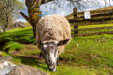 Sheep grazing in a lush green pasture with trees and a wooden fence in the background, showcasing rural farm life, North Yorkshire, England, United Kingdom, Europe