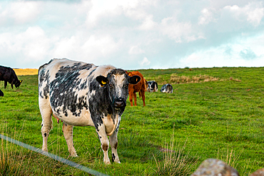 Black and white cow standing in a green field with other cows in the background under a cloudy sky, North Yorkshire, England, United Kingdom, Europe