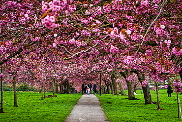 A scenic view of a pathway lined with blooming cherry blossom trees in a park, with people walking and enjoying the vibrant pink flowers.