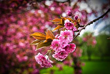 Close-up of pink cherry blossoms with fresh leaves against a blurred green background.