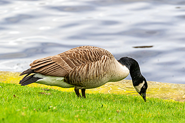 Canada goose foraging on grass by a lake, with clear water background, United Kingdom, Europe