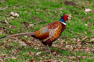 Colorful male pheasant bird walking on grassy field with fallen leaves, United Kingdom, Europe