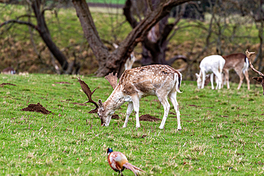 A lone deer with antlers grazing on a lush green field, United Kingdom, Europe