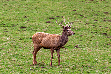 Photo of a lone deer in the park looking to the side, United Kingdom, Europe