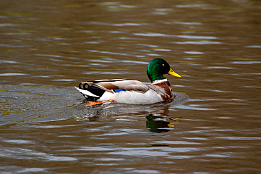 A duck on a lake in a park, United Kingdom, Europe