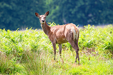 Photo of the deer in the park looking at the camera, United Kingdom, Europe