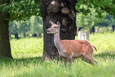 Photo of the deer in the park, United Kingdom, Europe