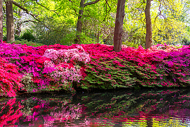 Vibrant azalea flowers blooming by a tranquil pond in a lush garden setting, United Kingdom, Europe