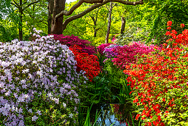 Vibrant garden with lush azaleas in full bloom, showcasing a spectrum of pink, red, and white flowers amidst green foliage, United Kingdom, Europe