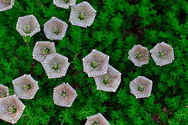 Close-up of white and purple petunia flowers with green foliage in the background.