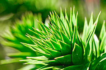 Close-up of green spiky leaves of a plant, with a blurred background.