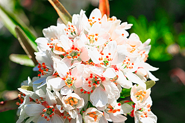 A close-up of a cluster of white and pink flowers with orange stamens in full bloom, set against a blurred green background.