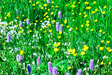 A vibrant meadow filled with various wildflowers including yellow buttercups, white daisies, and purple spikes, set against a backdrop of lush green grass.