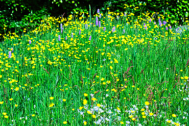 A vibrant meadow filled with yellow wildflowers and green grass, with a few purple flowers scattered throughout. The background is lush with green foliage.