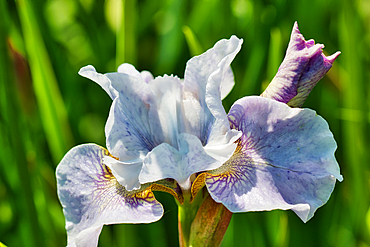 Close-up of a blooming iris flower with light purple petals and green background.