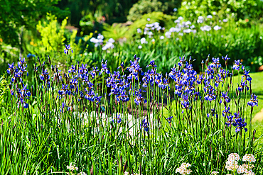 A vibrant garden scene featuring tall, purple irises in full bloom, surrounded by lush green foliage and other flowering plants. The background is a mix of greenery and blurred flowers, creating a serene and colorful outdoor setting.