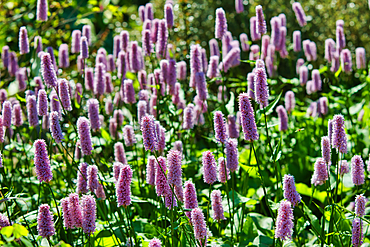 A field of pink bistort flowers in full bloom, with green foliage in the background. The flowers are tall and cylindrical, creating a vibrant and colorful scene.