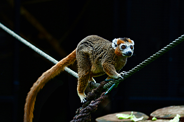 A brown lemur with a long tail walking on a rope in a dark environment.