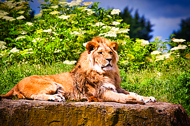 A majestic lion lying on a rock in a lush green environment with bushes and trees in the background.