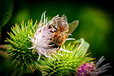 Honeybee collecting nectar on a vibrant thistle flower, with a dark green blurred background, United Kingdom, Europe