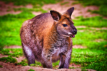 A close-up of a wallaby standing on grassy ground with a blurred background.