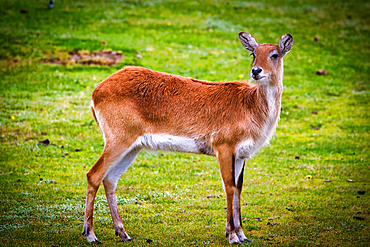 A young deer standing on a grassy field, looking alert and attentive.