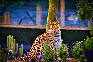 A leopard sitting on a wooden platform surrounded by green foliage in a zoo enclosure.