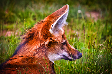 Close-up of a maned wolf in a grassy field, showcasing its distinctive large ears and reddish-brown fur.