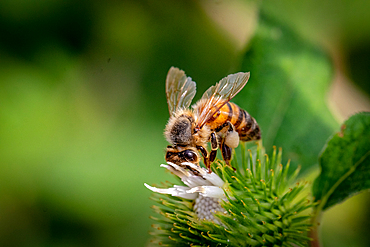 Close-up of a honeybee pollinating a white flower on a green spiky plant, with a blurred natural background, United Kingdom, Europe