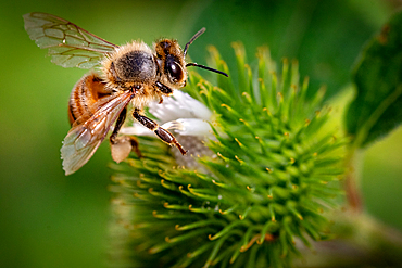 Honeybee collecting nectar from a green spiky flower, with a blurred natural background, United Kingdom, Europe