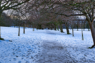 Snow-covered path meanders through a park, lined with bare deciduous trees. Buildings are visible in the background. The scene is tranquil and wintery in Harrogate, UK.