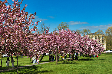 A park scene featuring blooming cherry trees, a grassy lawn, walking paths, and people enjoying the spring weather in Harrogate, Yorkshire, UK.
